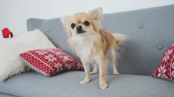 Chihuahua perro en sofá en casa — Vídeos de Stock