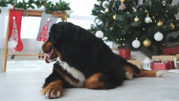 Bernese mountain dog near christmas tree — Stockvideo