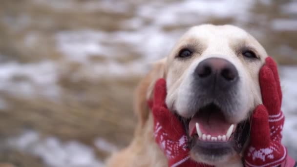 Golden retriever hond op de winter natuur — Stockvideo