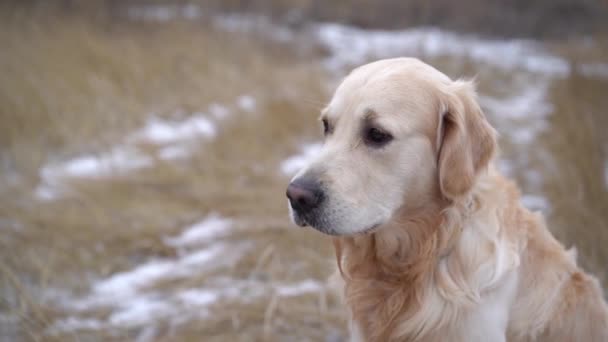 Golden retriever dog on snowy ground — Vídeos de Stock