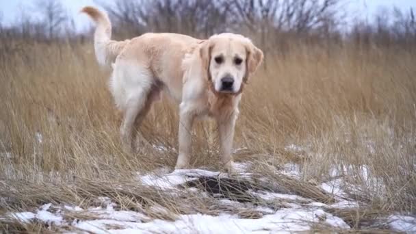 Anjing golden retriever pada musim dingin alam — Stok Video