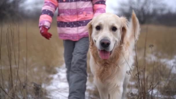 Golden retriever dog walking with girl — Stockvideo