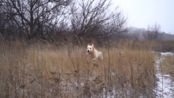 Golden retriever dog on snowy nature — Stockvideo