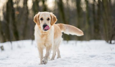 Kış zamanı Golden retriever köpeği