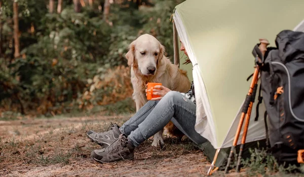 Кемпинг в горах леса с золотой ретривер собака — стоковое фото