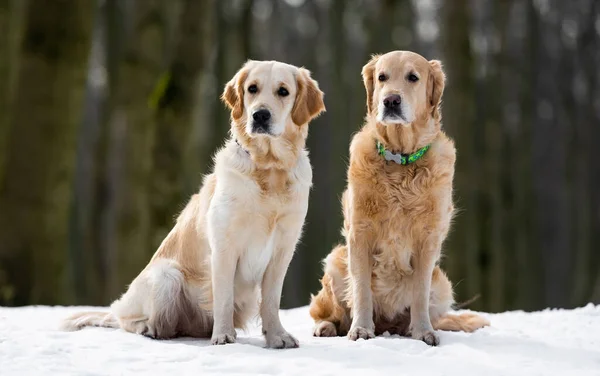 Dos perros golden retriever al aire libre —  Fotos de Stock