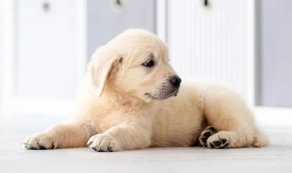 Cute retriever puppy on floor — Stock Photo, Image