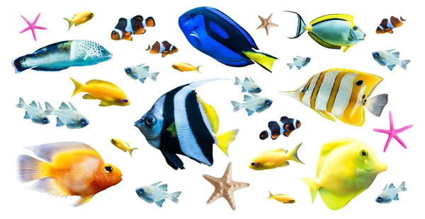 Parlak tropikal balıkların çeşitliliği — Stok fotoğraf