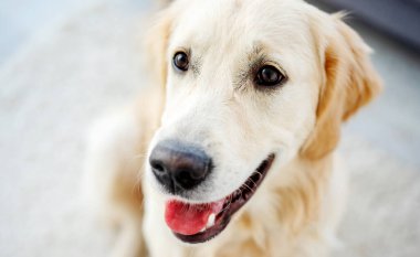 Golden retriever 'ın güzel ağızlığı.