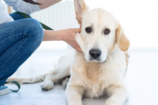 Undersökning av hundar öra — Stockfoto