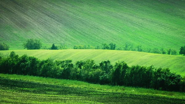 Campos verdes paisaje rural — Foto de Stock