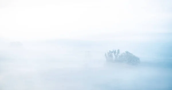 Boom gluurt uit mist — Stockfoto