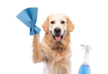 Golden retriever köpeği deterjanlı bez tutuyor.