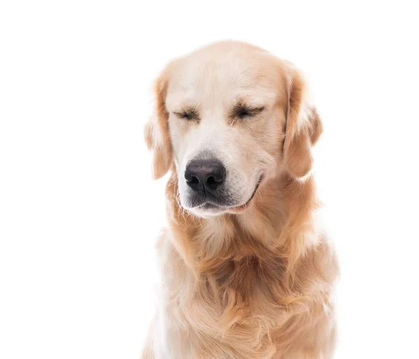 Golden retriever dog with closed eyes — Stock Photo, Image