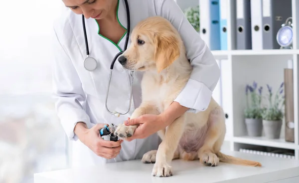 Veterinarian cutting dog claws — Stock Photo, Image