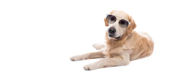 Zlatý retrívr pes v slunečních brýlích odpočívající — Stock fotografie