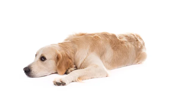 Golden retriever cão deitado de lado — Fotografia de Stock