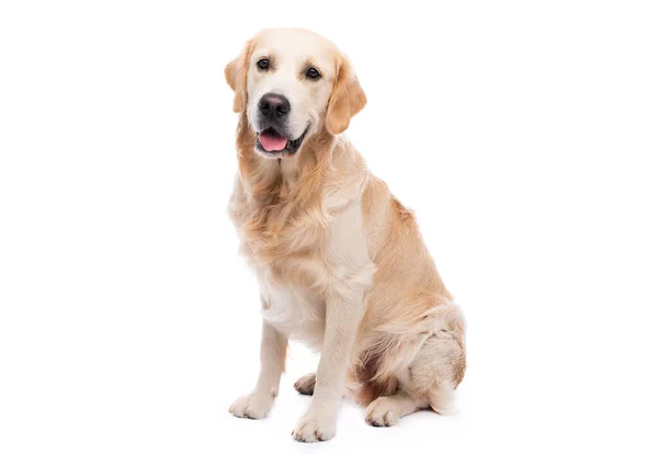 Золотистий ретрівер собака — стокове фото