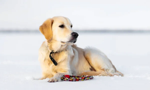 Beau chien reposant sur la neige — Photo