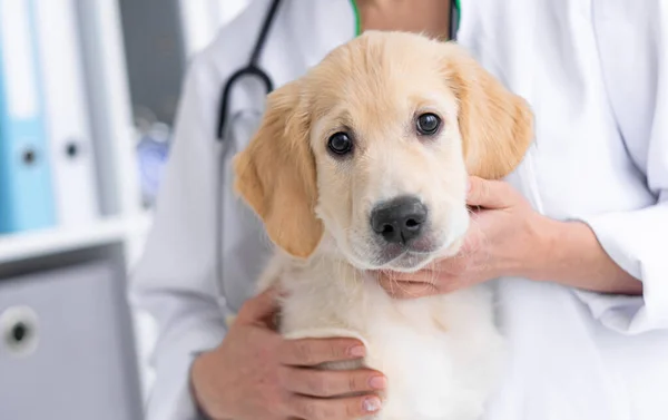 Cute dog in vet cabinet — Stock Photo, Image