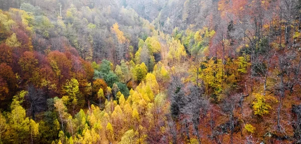 Bunte Bäume in den Bergen — Stockfoto