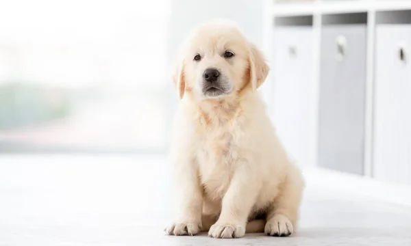 Funny retriever puppy — Stock Photo, Image