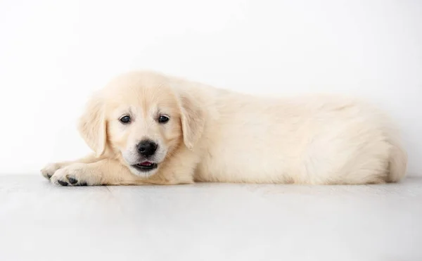 Cute retriever puppy on floor — Stock Photo, Image