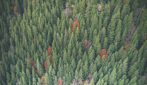 Árboles de otoño entre pinos —  Fotos de Stock