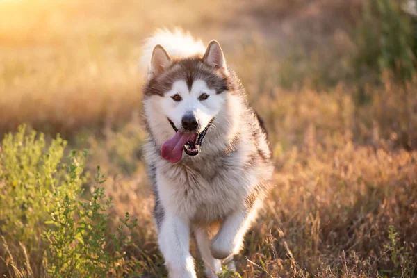 Alaskan malamute running — Stock Photo, Image