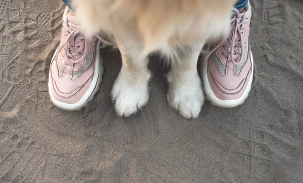 フロント犬の足と女性の足 — ストック写真