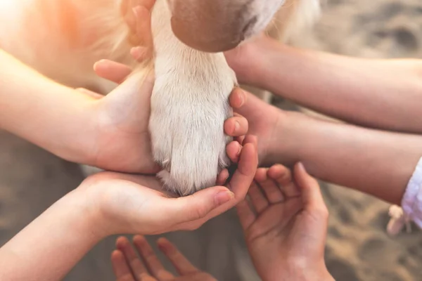 Mains humaines et patte de chien — Photo