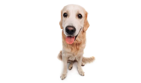 Golden retriever dog isolated on white background — Stock Photo, Image