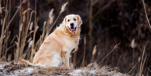 Golden retriever dog outdoors — Stock Photo, Image