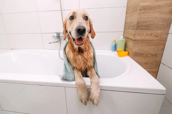 Golden retriever chien prenant son bain — Photo