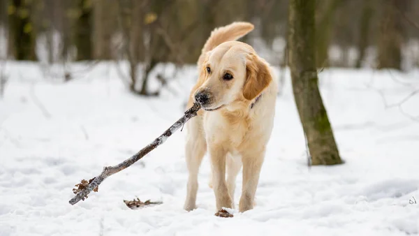 Kış zamanı Golden retriever köpeği — Stok fotoğraf