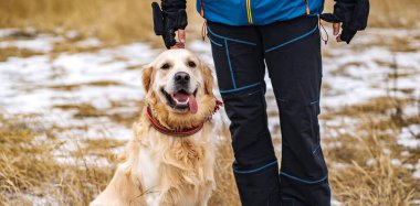 Golden retriever köpeği kış tarlasında yürüyor.