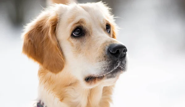 冬季的金毛猎犬 — 图库照片