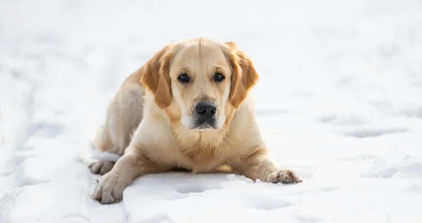 Złoty pies retriever zimą — Zdjęcie stockowe