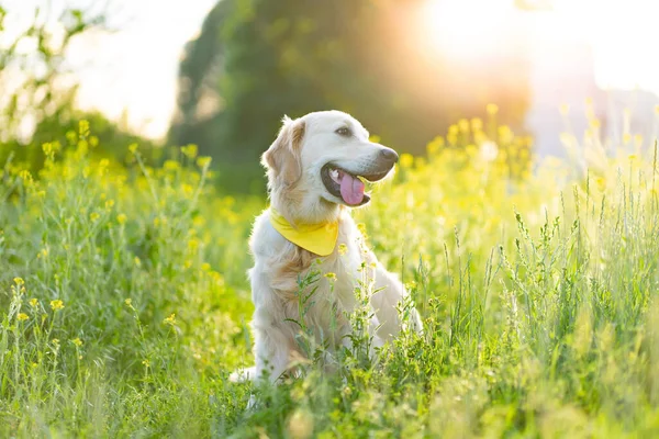 Golden retriever kutya virágzó rét — Stock Fotó