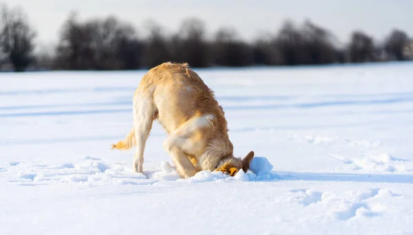 雪の下を掘る犬 — ストック写真