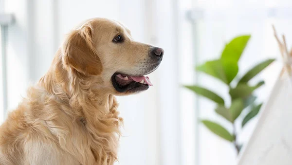 Golden retriever chien à l'intérieur — Photo