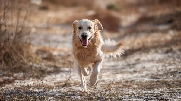 Golden retriever köpeği açık havada — Stok fotoğraf