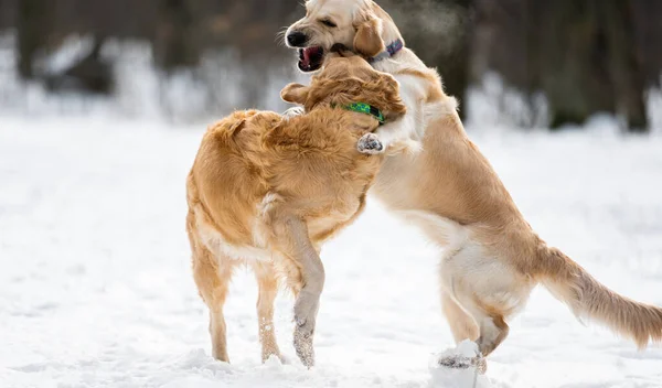 Dva zlatý retrívr psi venku — Stock fotografie