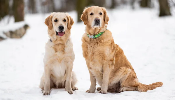 Açık havada iki golden retriever köpeği — Stok fotoğraf