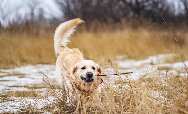 金毛猎犬在冬季的田野里散步 — 图库照片