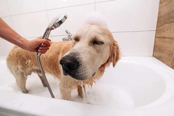 ゴールデンレトリバー犬入浴 — ストック写真