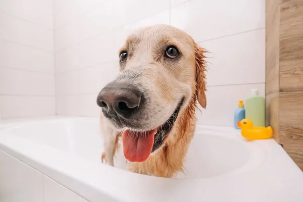 Golden retriever köpeği banyo yapıyor. — Stok fotoğraf