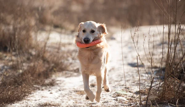 Golden Retriever Hund im Freien — Stockfoto