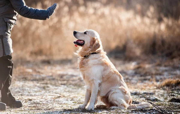 Golden retriever hond met vrouw — Stockfoto