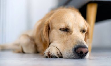 Golden retriever köpeği içerde.